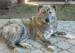 středoasijský pastevecký pes :-)